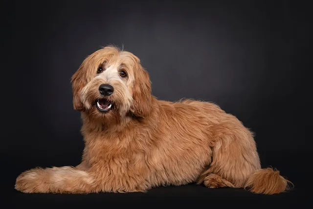 Apricot Labradoodle: Info, Pictures, Origin & More