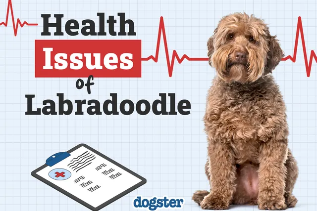 Labradoodle Health Issues: 8 Vet-Explained Problems