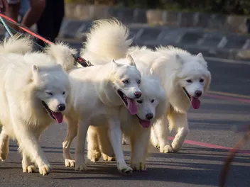 How Old Is 9 in Dog Years? Vet-Approved Guide to Each Size of Dog