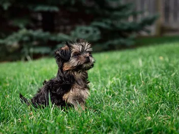Teacup Morkie (Yorkshire Terrier & Maltese Mix): Info, Pictures, Care & More
