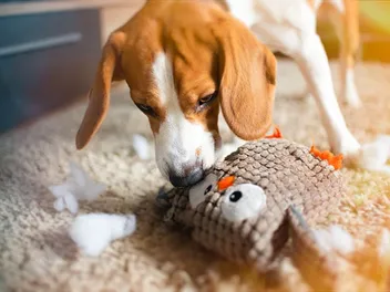 How to Teach Your Dog Not to Destroy Toys: 6 Vet-Approved Methods