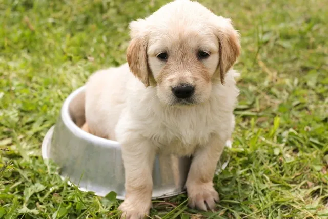 How Much Should I Feed My Golden Retriever Puppy? Vet Verified Tips & Timeline
