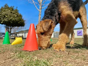 Scent Training for Dogs: Where & How to Start
