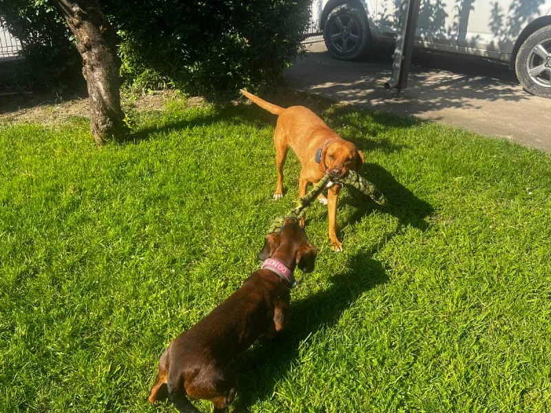 Lajka and Hela playing tug of war