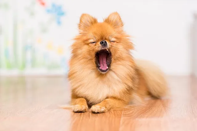 Are Yawns Contagious to Dogs & Vice Versa? What the Science Says