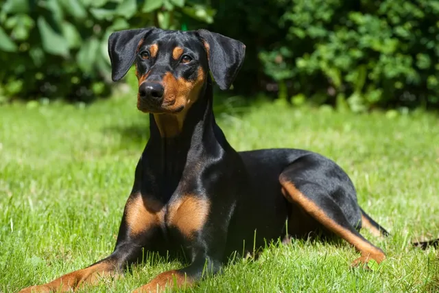 German Pinscher Dog Breed: Info, Pictures, Origin & More