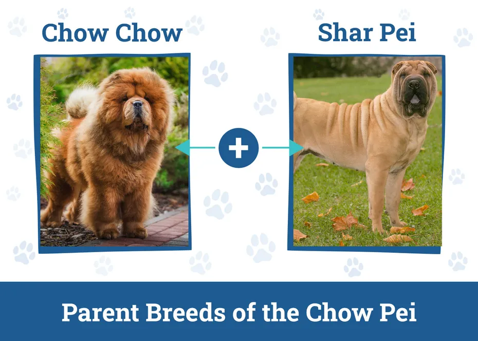 Parent Breeds of the Chow Pei