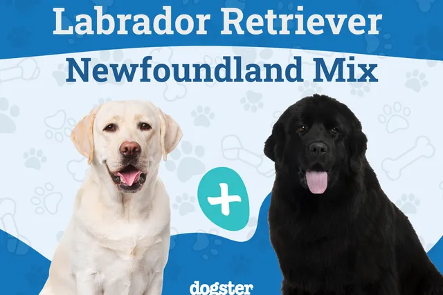 Lab Newfie Mix: Info, Pictures, Care & More