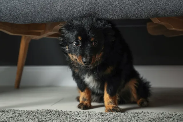 Stress in Dogs: Vet-Reviewed Causes, Signs & How to Help