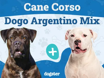 Cane Corso Dogo Argentino Mix: Info, Pictures, Traits & More