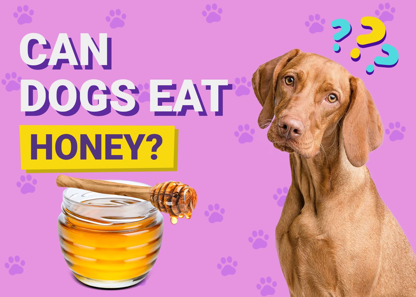 Can Dogs Eat Honey