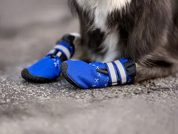 9 Best Dog Boots for Hiking in 2026: Reviews & Top Picks