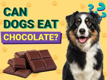 Can Dogs Eat Chocolate? Vet-Reviewed Health Risks & Safety Guide