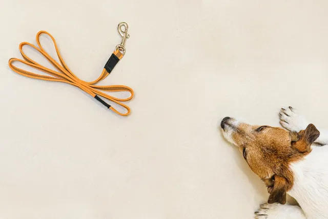 My Dog Is Scared of the Leash, What Should I Do? 5 Vet-Approved Tips