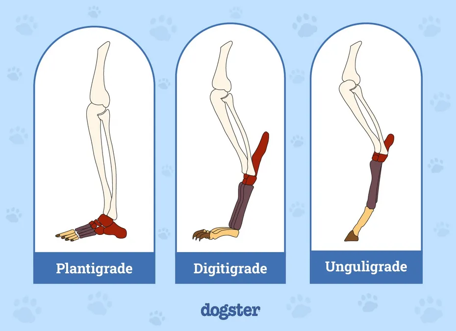 What-does-Digitigrade-mean