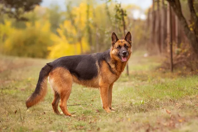 How Old Is 14 In Dog Years? Vet-Approved Guide to Each Size of Dog