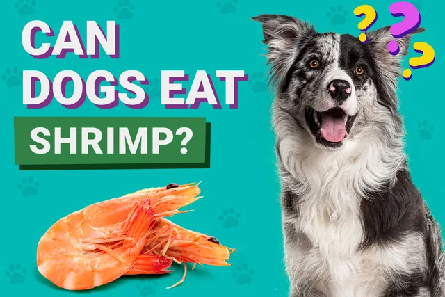 Can Dogs Eat Shrimp? Vet-Verified Facts, Benefits & Risks
