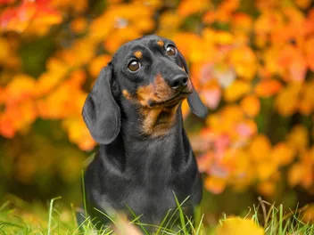 15 Reasons Why Dachshunds Are the Best Breed