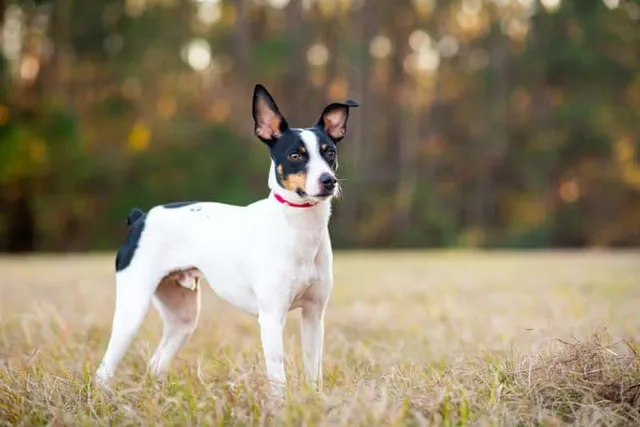8 Rat Terrier Facts: History, Appearance & Traits