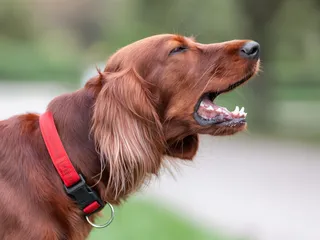 Simple Training Tricks to Quiet Your Barking Dog