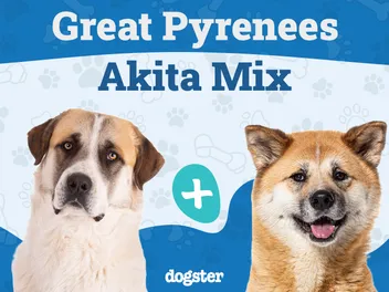 Pakita (Akita Great Pyrenees Mix): Info, Pictures, Care & More