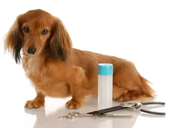 Long Haired Dachshund Grooming Tips (10 Expert Pointers)
