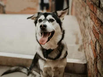 Goberian (Golden Retriever & Siberian Husky Mix): Info, Pictures, Care & More