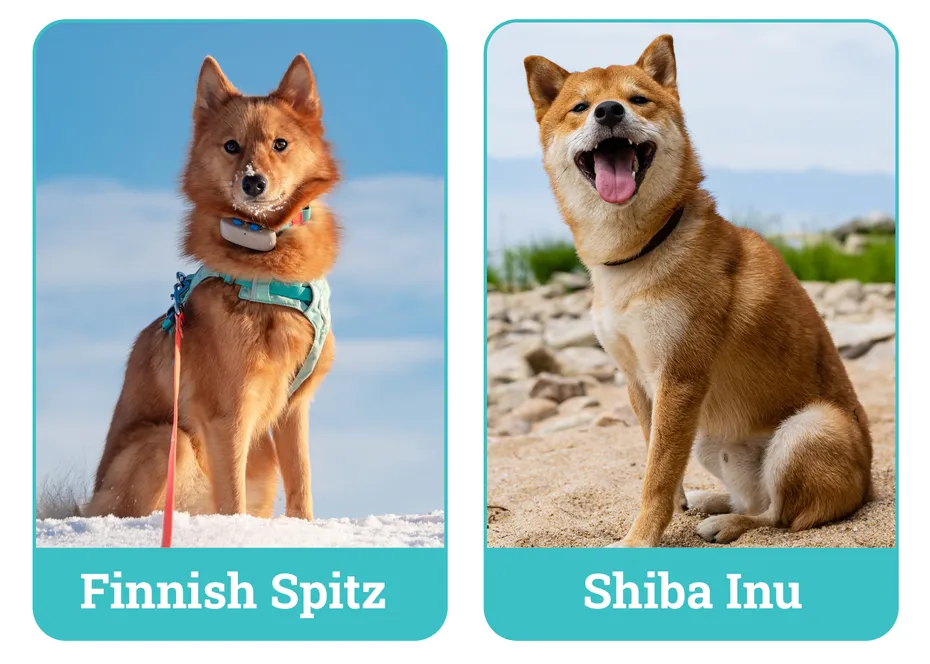 Finnish Spitz vs Shiba Inu