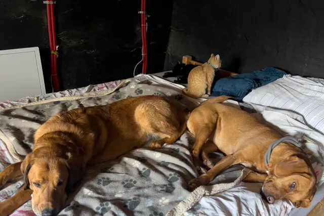 Dogs and Anxiety: How Lava, Hela and Lajka React to Everything