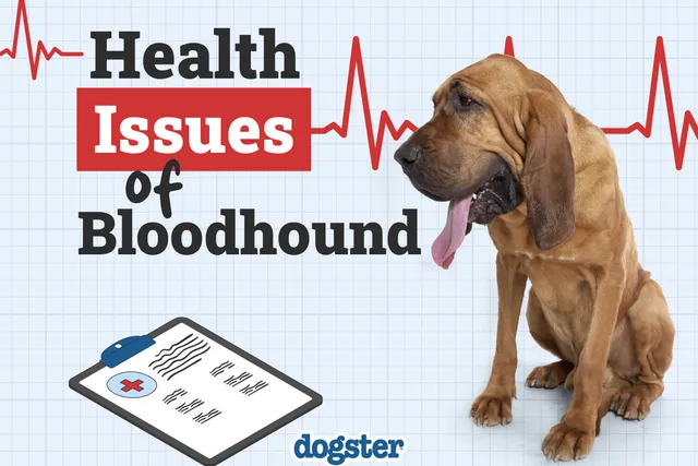 10 Common Bloodhound Health Issues: Our Vet Explains