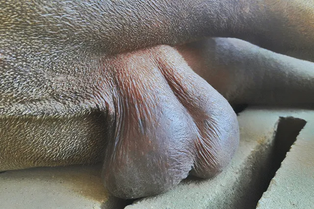 My Dog Only Has One Testicle: Is It a Problem? Our Vet Answers