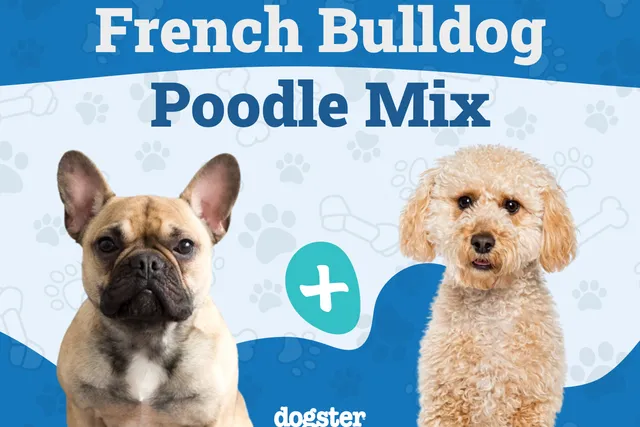 Froodle Dog Breed: Info, Pictures, Care, & Facts