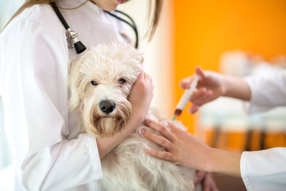 Vet extracting blood from a maltese