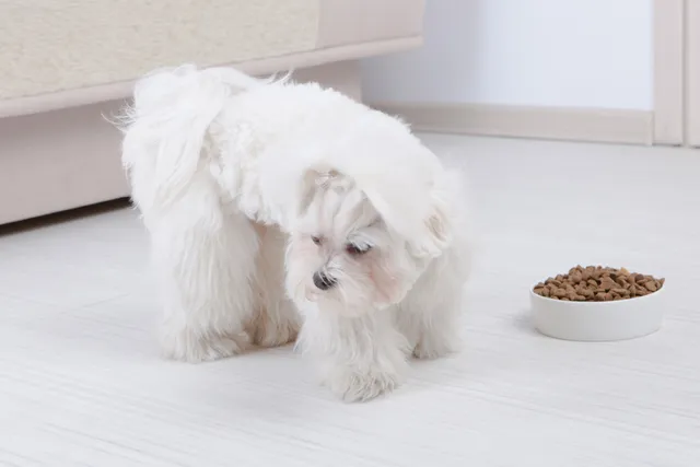 What to Do When Your Dog Won’t Eat: Possible Causes & Solutions (Vet Reviewed)