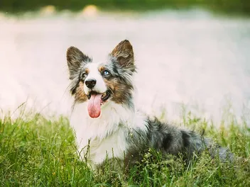 Blue Merle Corgi: Info, Pictures, Origin & History