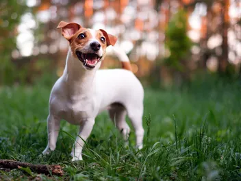 How Big Do Jack Russell Terriers Get? Vet-Verified Average Size, Weight & Growth Chart