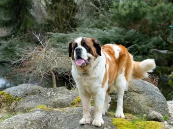 11 Dogs Similar to the Bernese Mountain Dog (With Pictures)
