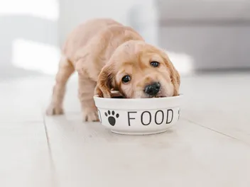 How to Feed a Puppy: 10 Vet-Approved Tips