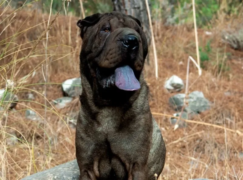 shar pei dog panting