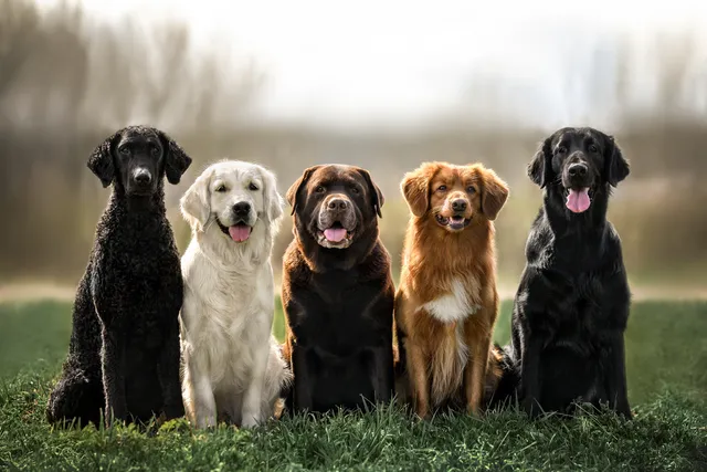 Are Dogs Pack Animals? Our Vet Explains the Social Structure of Dogs