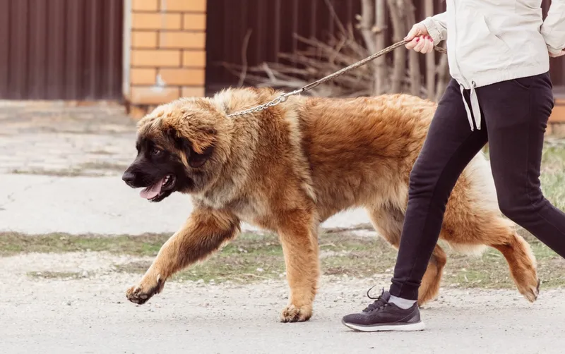 Caucasian shepherd dog walking