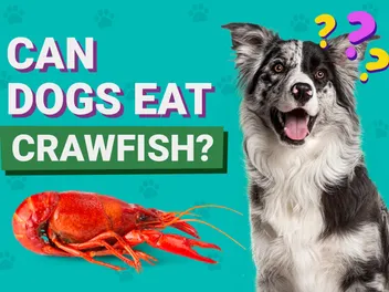 Can Dogs Eat Crawfish? Vet Reviewed Facts & FAQs