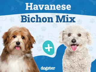 Havachon (Bichon Frise & Havanese Mix): Info, Pictures, Care & More