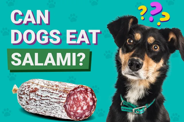 Can Dogs Eat Salami? Vet-Reviewed Facts & FAQ