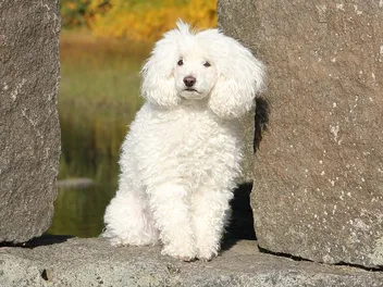 White Poodle: Info, Pictures, History & Origin