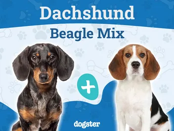 Doxle (Dachshund & Beagle Mix): Info, Pictures, Care & More