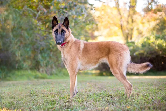 Belgian Malinois Dog Breed: Info, Pictures, Traits & More