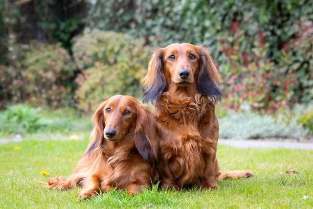 National Dog Month 2026: When It Is & How to Celebrate