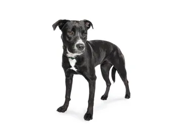 Stephens Cur Dog Breed: Info, Pictures, Origin & More