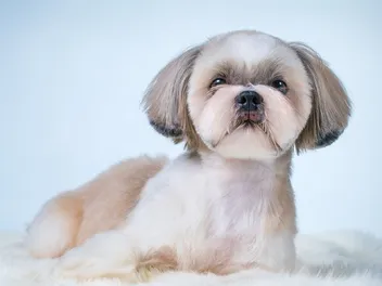What Were Shih Tzus Bred For? History of the Breed
